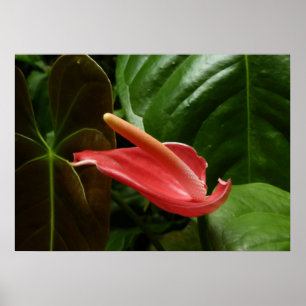 Elegante rosa flor de cala floral poster
