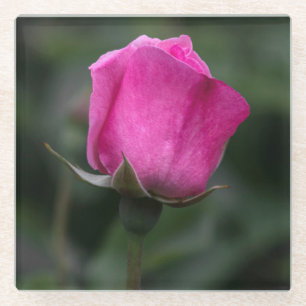 Elegante rosa Knospe Glasuntersetzer