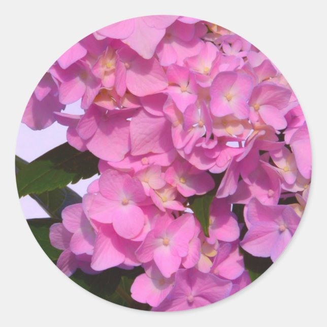 Elegante, rosa, lila Blumendörfchen Hydrangeas Runder Aufkleber (Vorderseite)