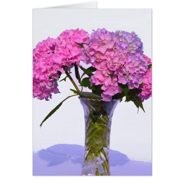 Elegante, rosa, lila, blumenreiche Hydrangeas (Vorne)
