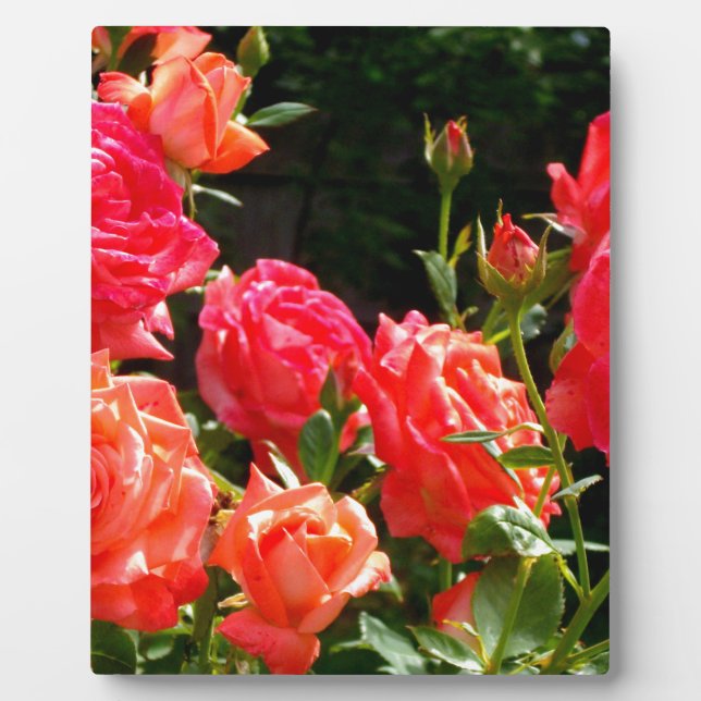 Elegante, rosa, orangefarbene Rose Fotoplatte (Vorderseite)