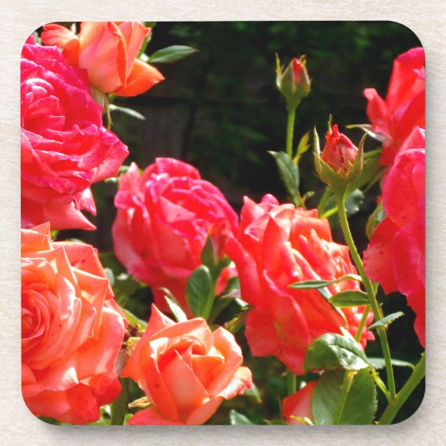 Elegante, rosa, orangefarbene Rose Getränkeuntersetzer (Vorderseite)
