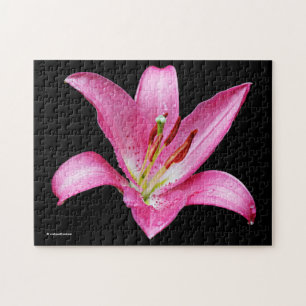 Elegante rosa orientalische Lilie Lilium Stargazer
