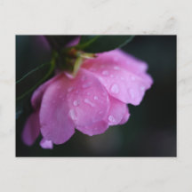 Elegante Rosa Rose Nah mit Taub