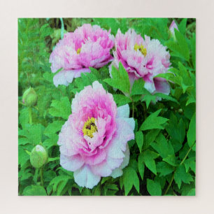 Elegante Rosa Tree Peony Blume mit Gelbzentrum