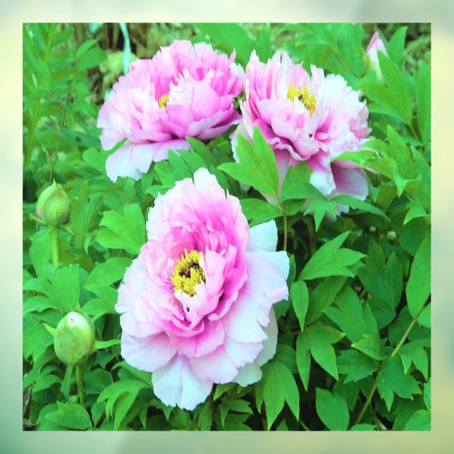 Elegante Rosa Tree Peony Blume mit Gelbzentrum Fensteraufkleber (Blatt 3)