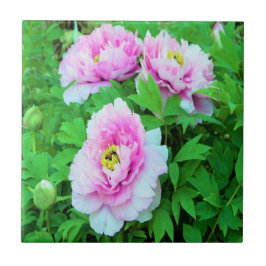 Elegante Rosa Tree Peony Blume mit Gelbzentrum Fliese