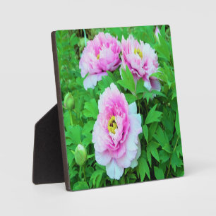 Elegante Rosa Tree Peony Blume mit Gelbzentrum Fotoplatte