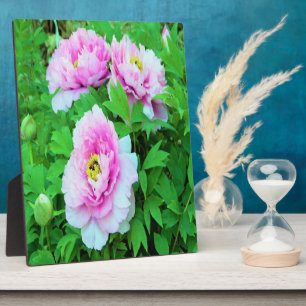 Elegante Rosa Tree Peony Blume mit Gelbzentrum Fotoplatte