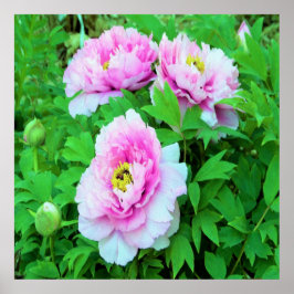 Elegante Rosa Tree Peony Blume mit Gelbzentrum Poster