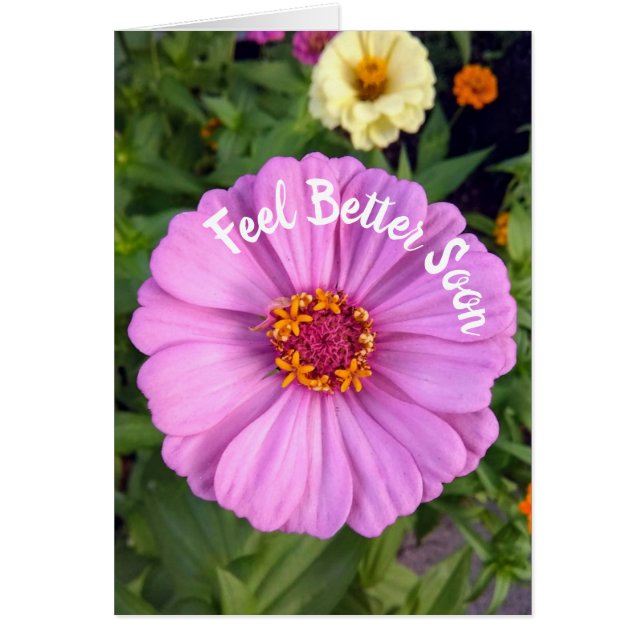 Elegante rosa Zinnia Blume Fee Better Card (Vorne)