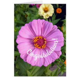 Elegante Rosa Zinnia Blume Herzlichen Glückwunsch 