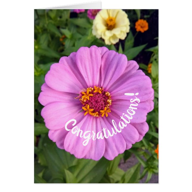 Elegante Rosa Zinnia Blume Herzlichen Glückwunsch  (Vorne)