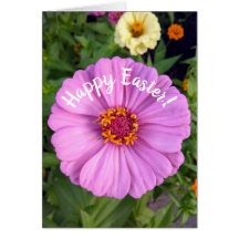 Elegante Rosa Zinnia Blume Osterkarte
