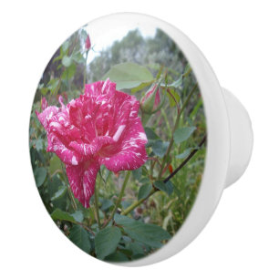 Elegante Rose in Rosa und Weiß, Keramikknauf