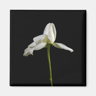 Elegante Rose Magnet