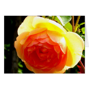 Elegante Rose mit roten Aprikosen/Marillen