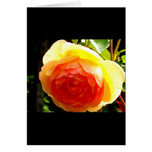 Elegante Rose mit roten Aprikosen/Marillen