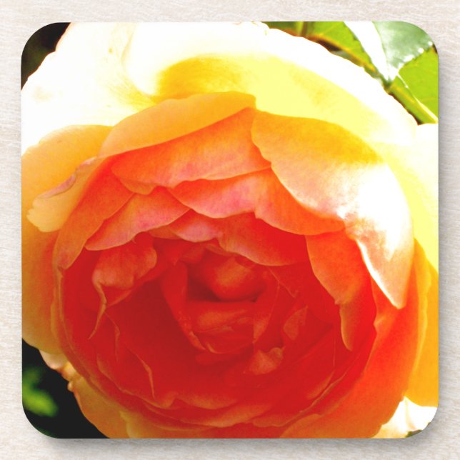 Elegante Rose mit roten Aprikosen/Marillen Getränkeuntersetzer (Vorderseite)