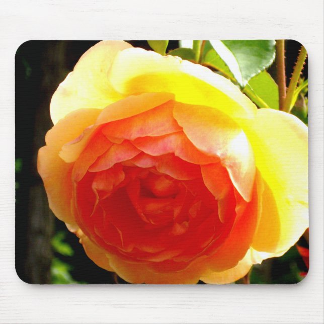 Elegante Rose mit roten Aprikosen/Marillen Mousepad (Vorne)