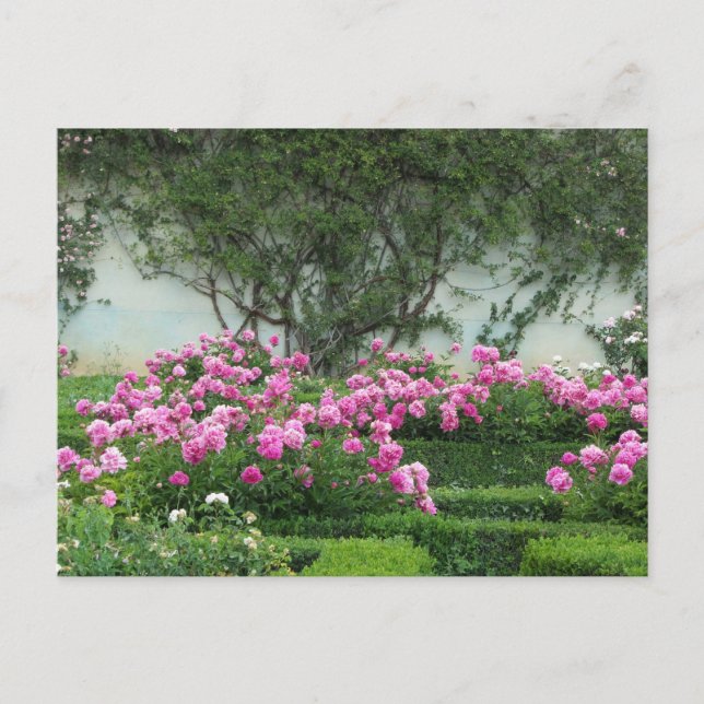 Elegante Rose Postkarte (Vorderseite)