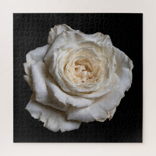 Elegante Rosensammlung auf Schwarz