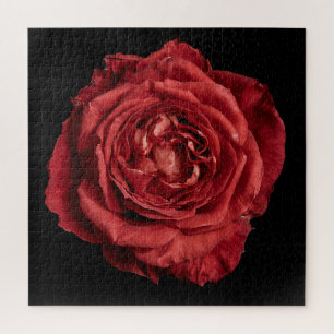 Elegante Rosensammlung auf Schwarz