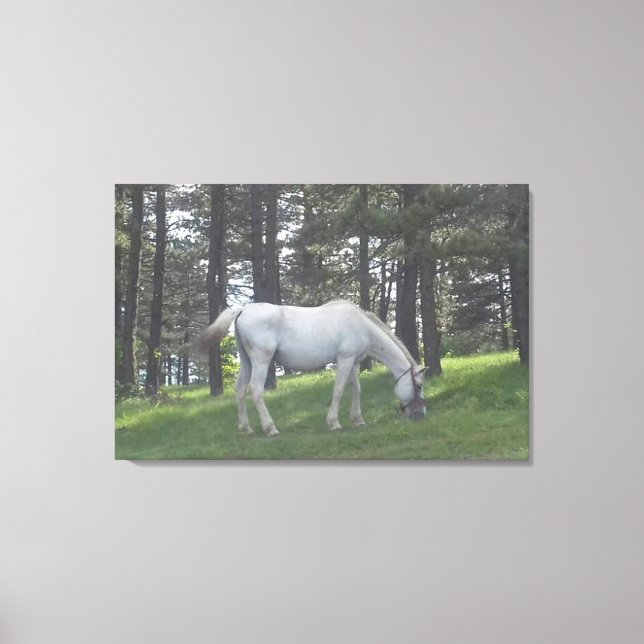 Elegante Schönes Weißes Pferd Original Kunst, Dich Leinwanddruck (Vorderseite)