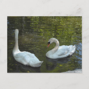 Elegante Schwäne Postkarte