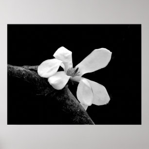 Elegante Schwarz-Weiß-Magnolie Poster