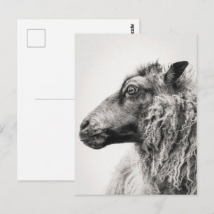 Elegante Schwarz-Weiß-Schaf-Profil-Postkarte Postkarte