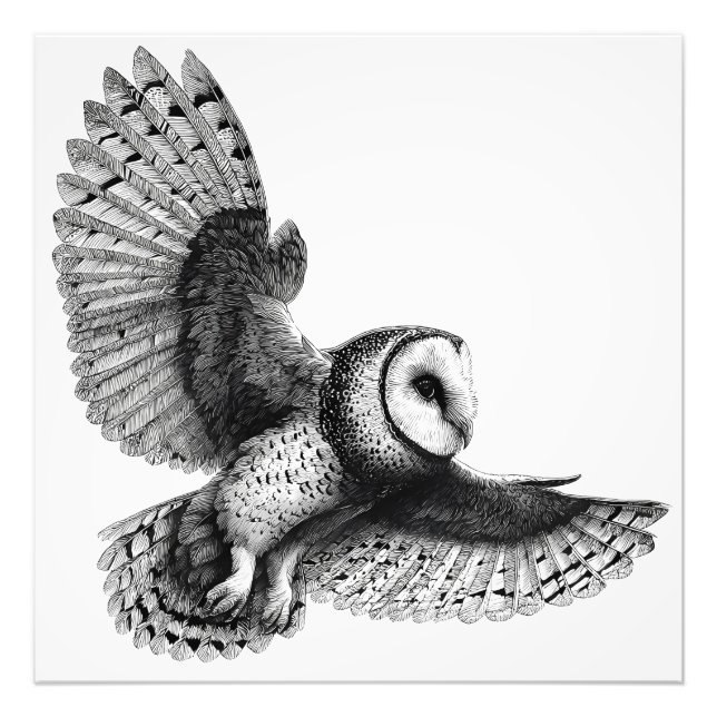 Elegante Schwarz-weiße Barnowling-Illustration Fotodruck (Vorne)