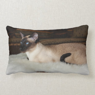 Elegante siamesische Katze Lendenkissen