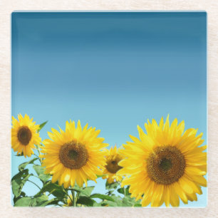Elegante Sonnenblumen auf himmelblauem Hintergrund Glasuntersetzer