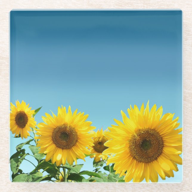 Elegante Sonnenblumen auf Sky Blue Shades Glasuntersetzer (Vorderseite)