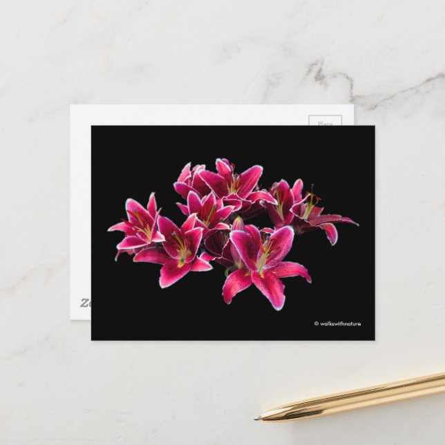 Elegante Stargazer Oriental Lilies Pink Blume Postkarte (Vorderseite/Rückseite Beispiel)