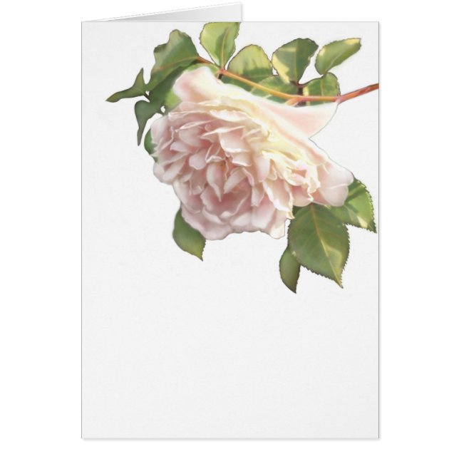 Elegante, staubige, orange Rose (Vorne)