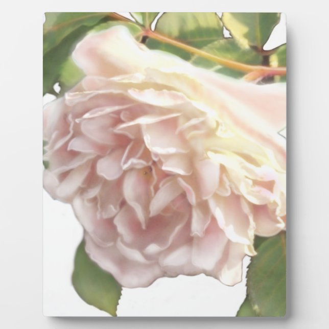 Elegante, staubige, orange Rose Fotoplatte (Vorderseite)