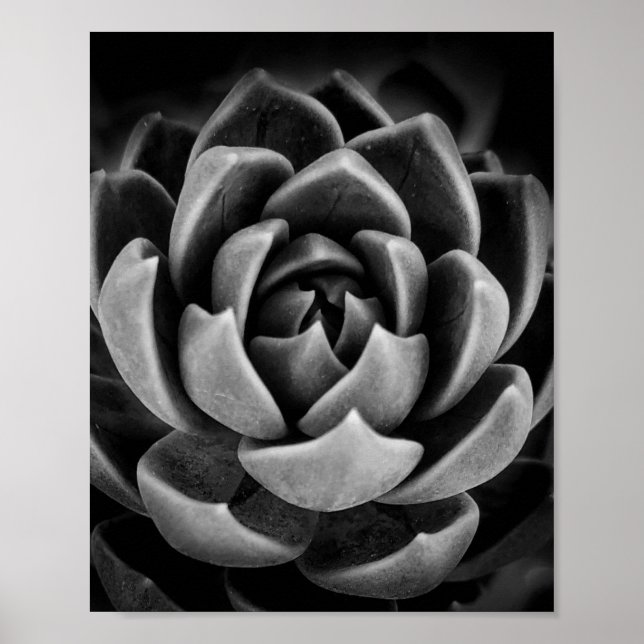 Elegante Sukkulente Pflanze Natur Foto Schwarz-wei Poster (Vorne)