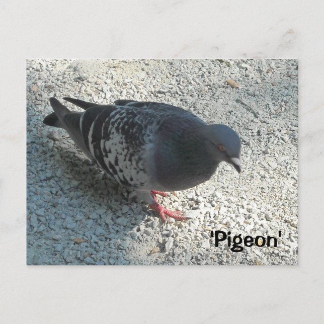 Elegante Taube Postkarte (Vorderseite)