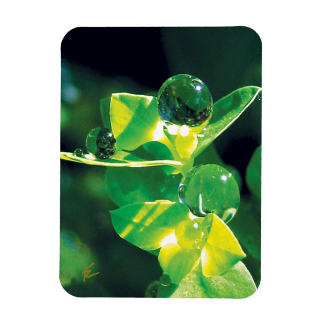 Elegante Tautropfen auf grünen Blättern Magnet (Vertikal)