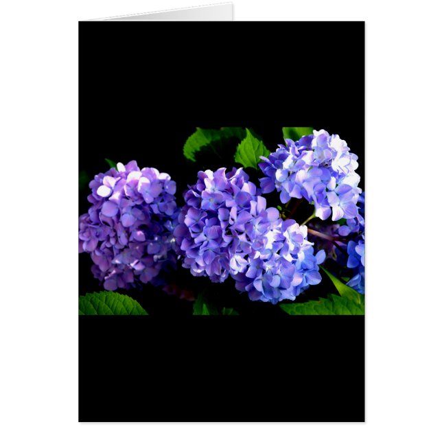 Elegante tiefe lila Blume Hydrangea (Vorne)