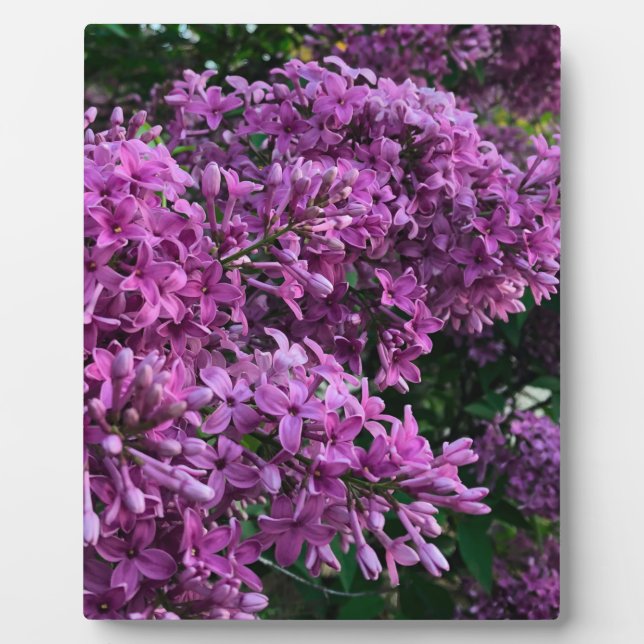 Elegante tiefe lila magentafarbene Blumen Blume li Fotoplatte (Vorderseite)