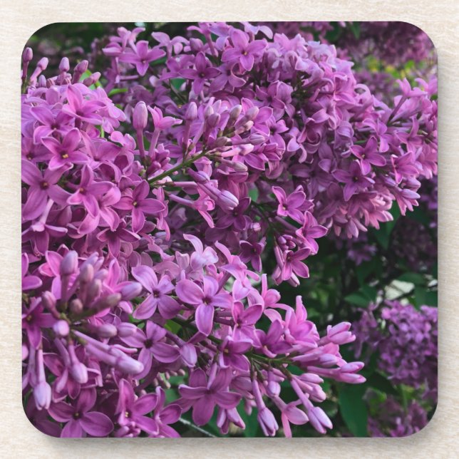 Elegante tiefe lila magentafarbene Blumen Blume li Getränkeuntersetzer (Vorderseite)