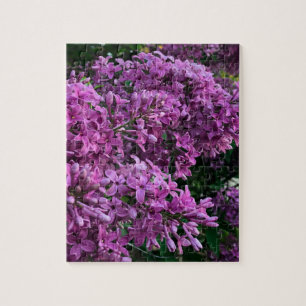 Elegante tiefpurpurrote Magenta-Blumen Lilien