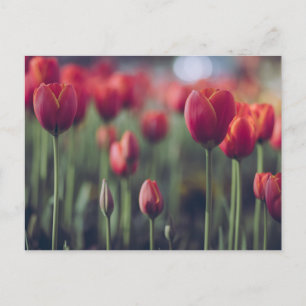 Elegante Tulip und Rose Floralische Blume Fotograf Postkarte
