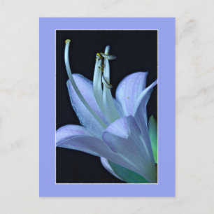 Elegante und stilvolle Macro Hosta-Blüte für jeden Postkarte