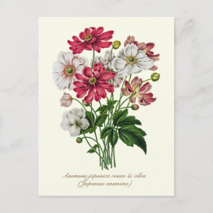 Elegante Vintage-Botanik Japanische Anemone Postkarte