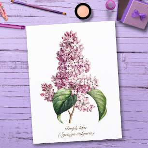Elegante Vintage-Botanik lila Fliederblüte Postkarte