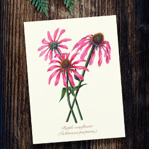 Elegante Vintage-Botanik Purpur-Sonnenhut Postkarte
